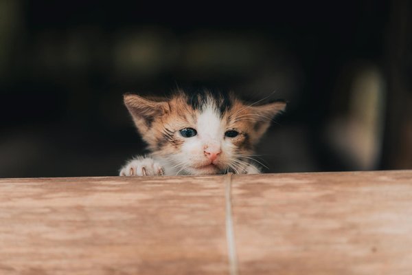 From trauma to triumph: proven strategies for socializing your senior rescue boston terrier